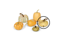 Load image into Gallery viewer, Miniature Pumpkins Collection
