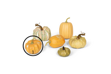 Load image into Gallery viewer, Miniature Pumpkins Collection
