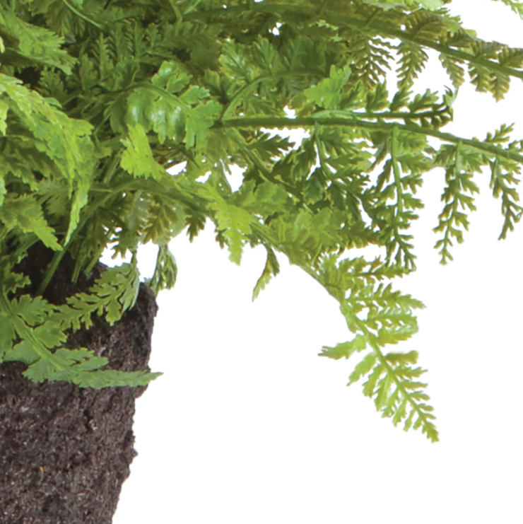 Soft Fern Drop-In