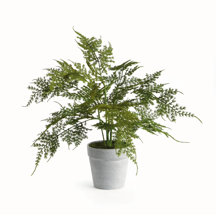 Plumosa Fern Drop-In