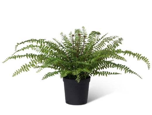 Fern In Growers Pot