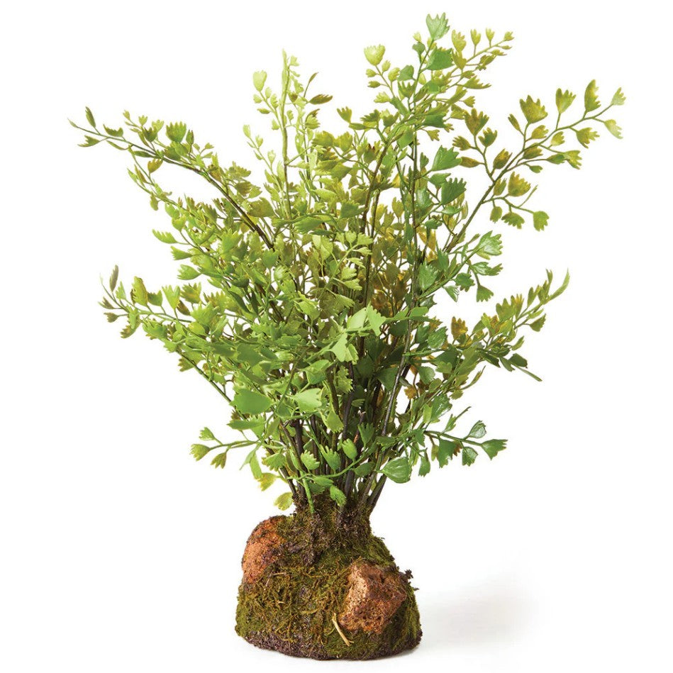 Maidenhair Drop-in 11&quot;