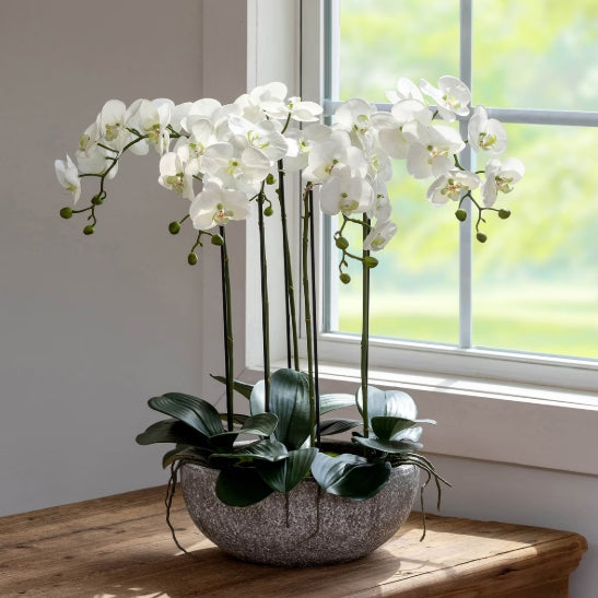 Phalaenopsis Orchid Plant in Concrete Bowl